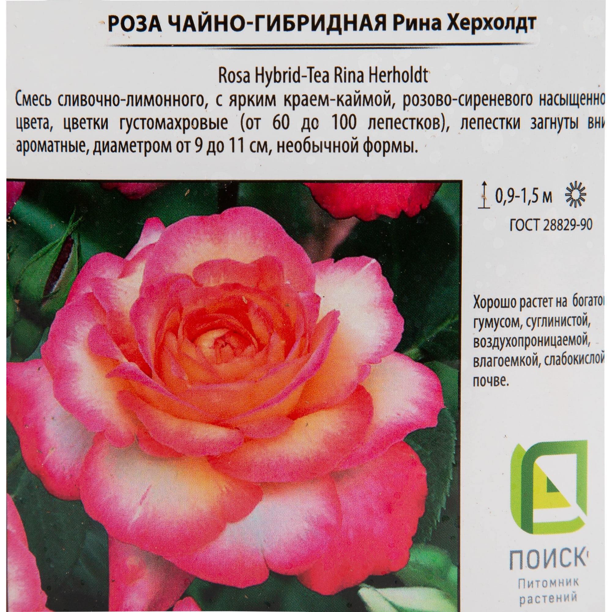 18475098 Роза чайно-гибридная «Рина Херхолдт», 3.5 л Santreyd  - Вид №1