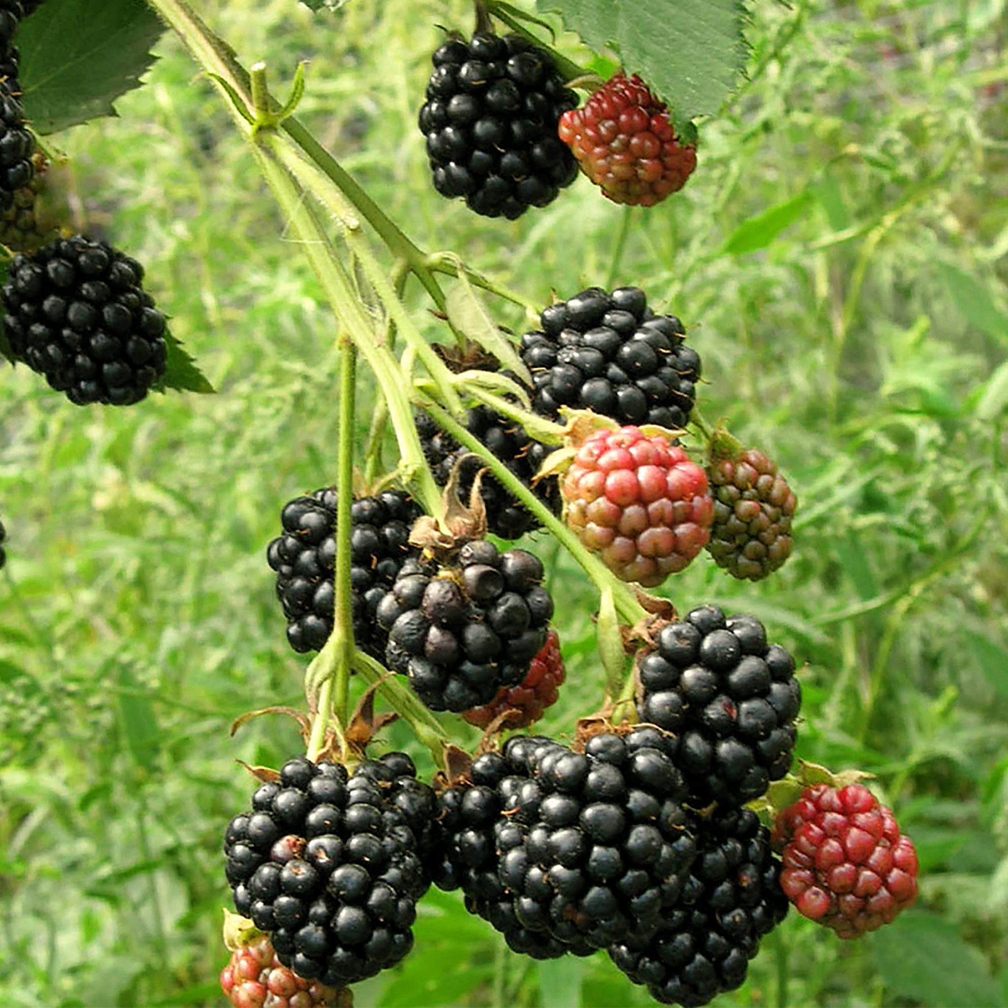 Ежевика садовая С2 высотой 50 см Santreyd 18321304 STLM-0010265 - Вид №2