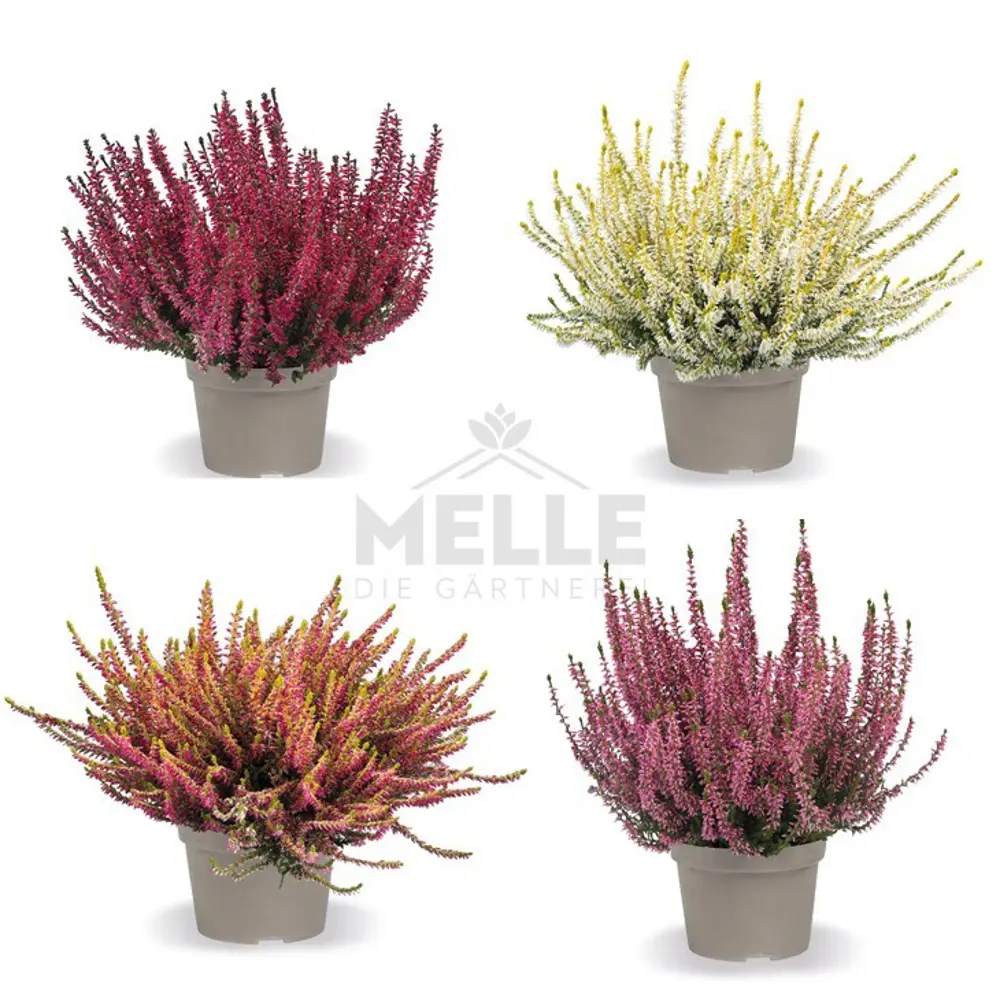 Вереск Сансет Фаер Santreyd - яркий акцент для сада 89389756 STLM-1372354