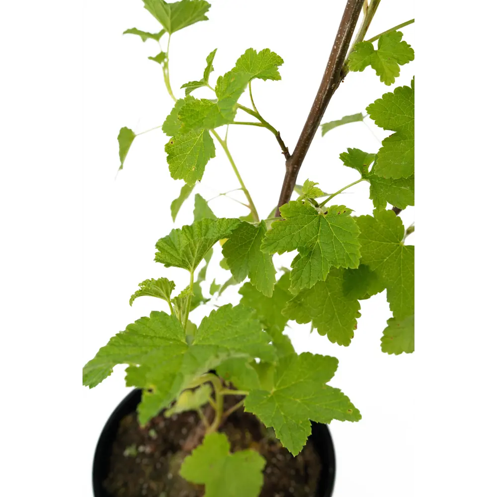 Саженец красной смородины Jonkheer Van Tets от Santreyd - обильный урожай в вашем саду 84841706 STLM-0957732 - Вид №3