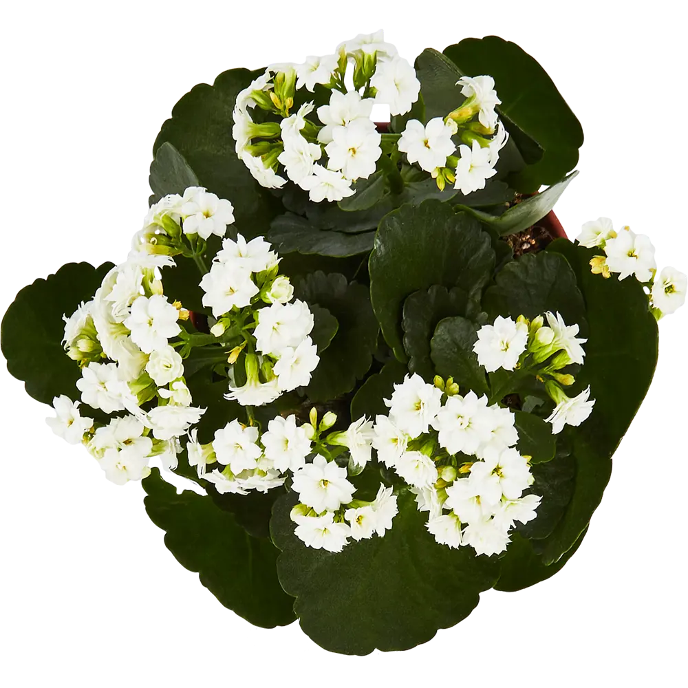 Santreyd Каланхое Розалина - цветущее украшение интерьера 85564634 STLM-0063874 - Вид №3