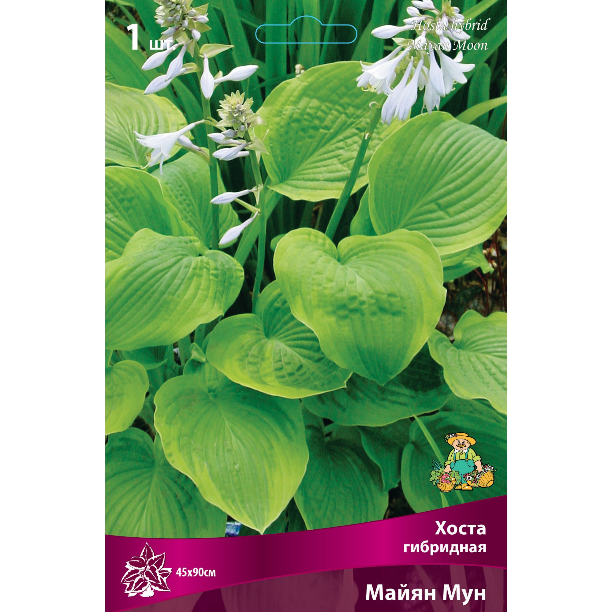 88294692 Хоста гибридная Майян мун луковица I Santreyd 