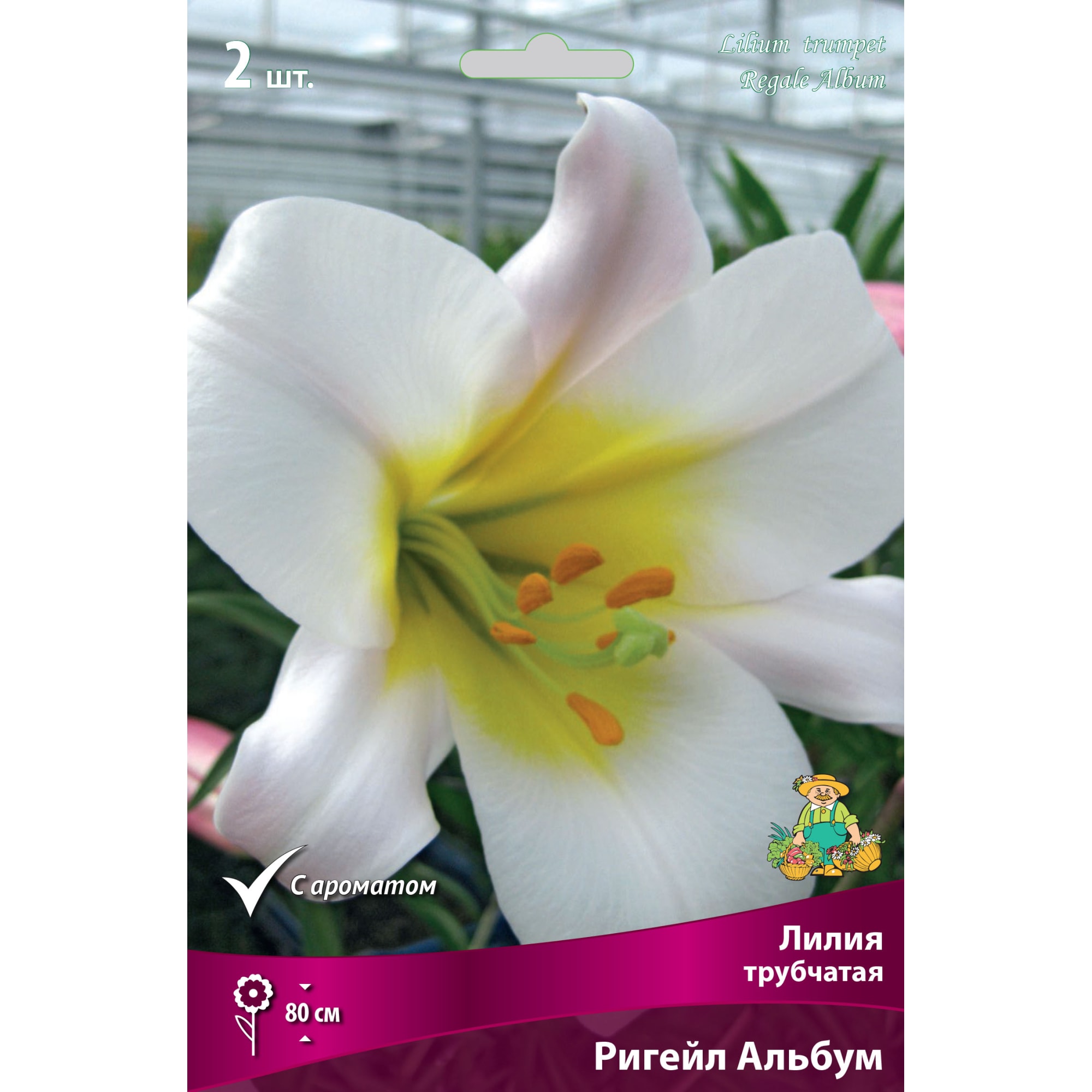 82000199 Лилия трубчатая «Ригейл Альбум», высота 50 см, 1 шт Santreyd 