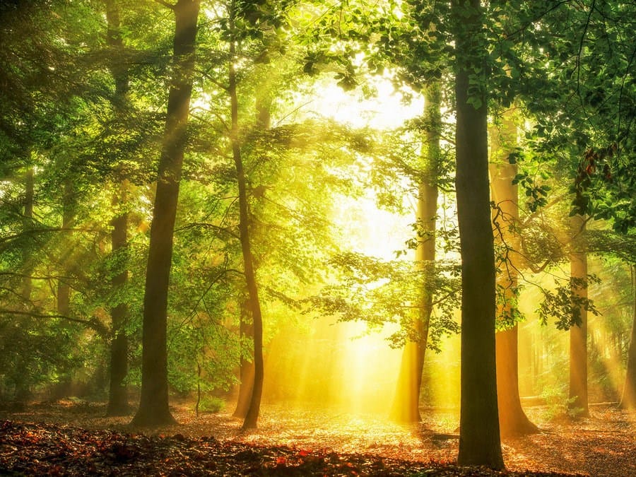 Цифровые печатные обои с пейзажами Architects Paper AP Digital IV ARCH-00110589 - Вид №1