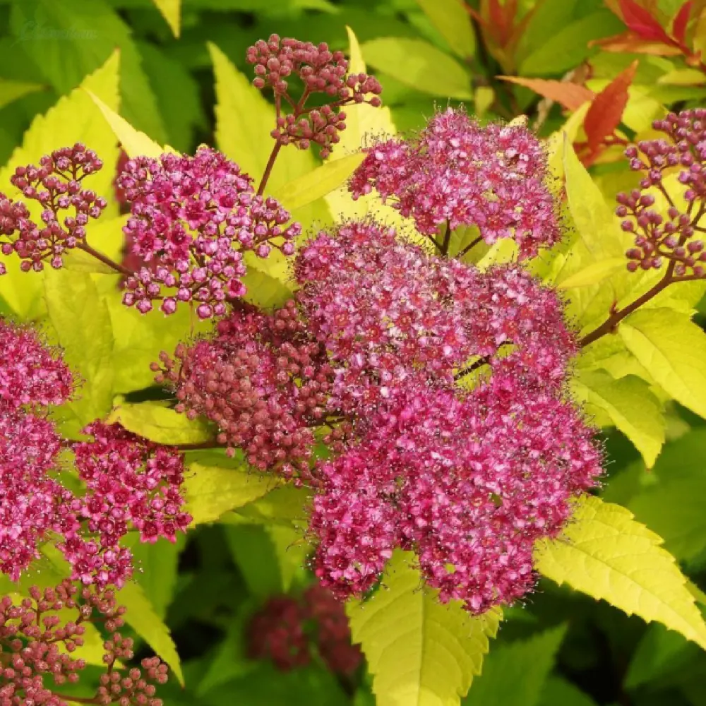 Спирея декоративная кустарниковая розовый микс 89427974 Santreyd STLM-1580385 - Вид №4