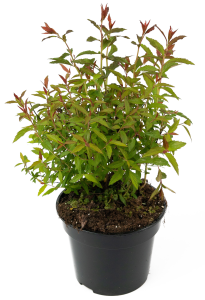 Спирея японская Anthony Waterrer - саженец цветущего растения 84841615