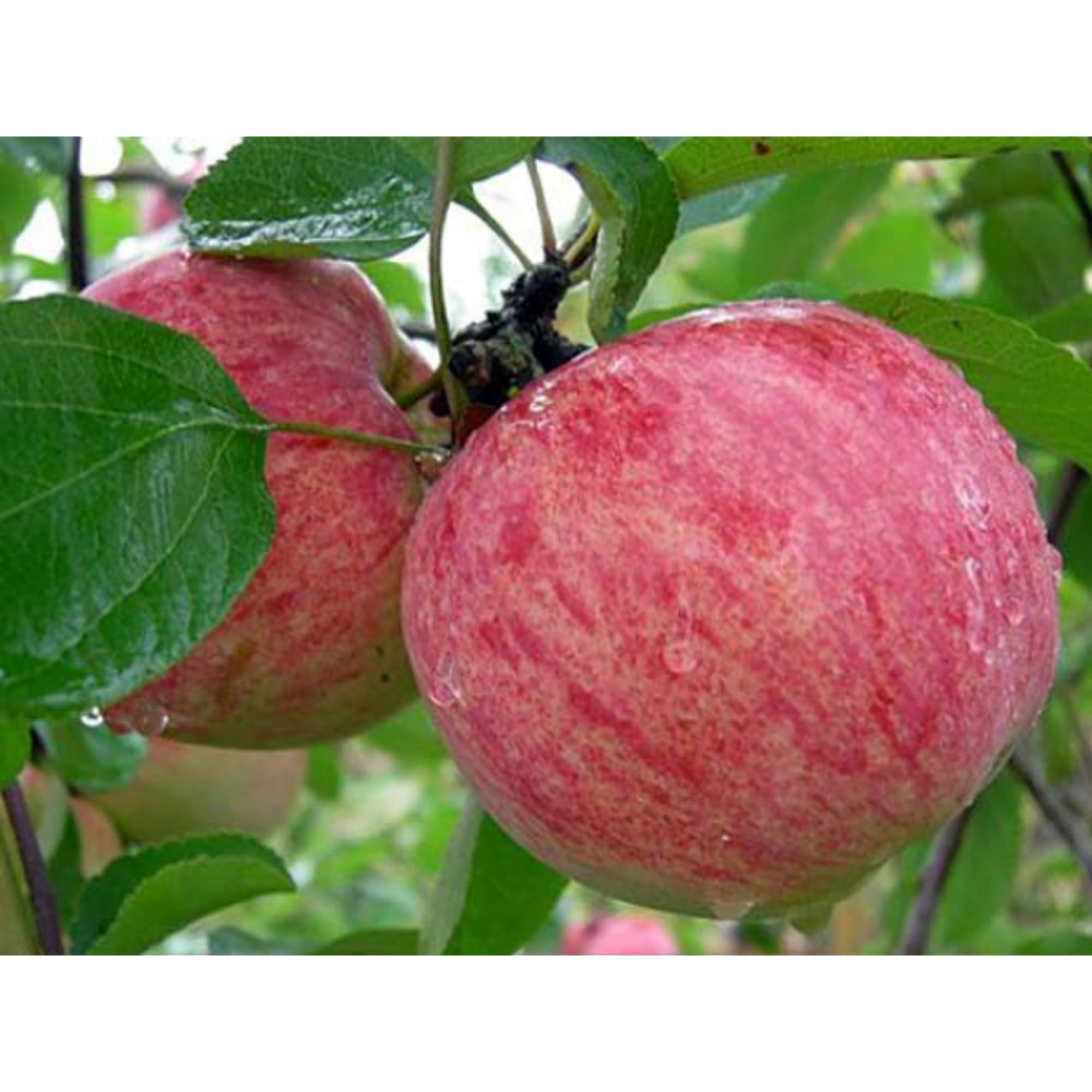 85608223 Яблоня Коричное полосатое ø20 h140 см Santreyd 