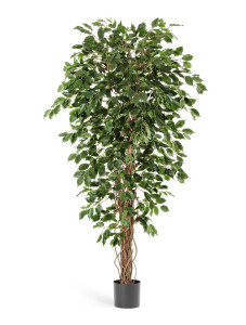 10.30607N Фикус Бенджамина Лиана Цветочная коллекция