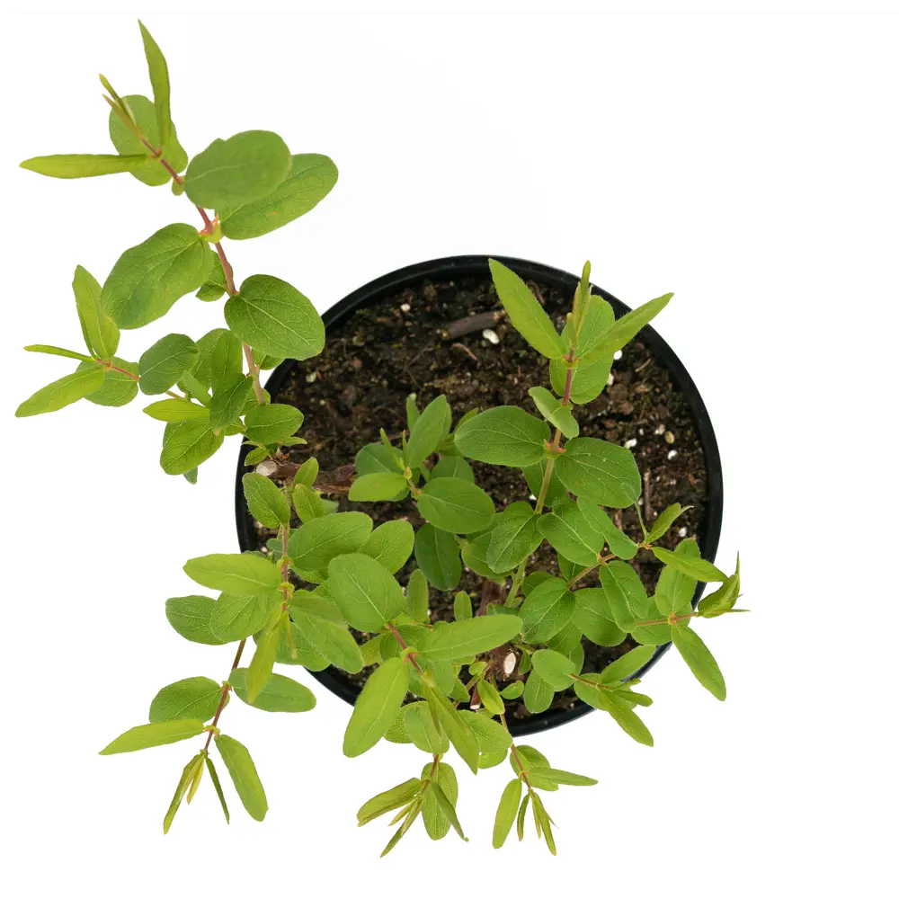 Santreyd Жимолость Нимфа - саженец плодового кустарника с десертными ягодами 84841680 STLM-0950640 - Вид №2