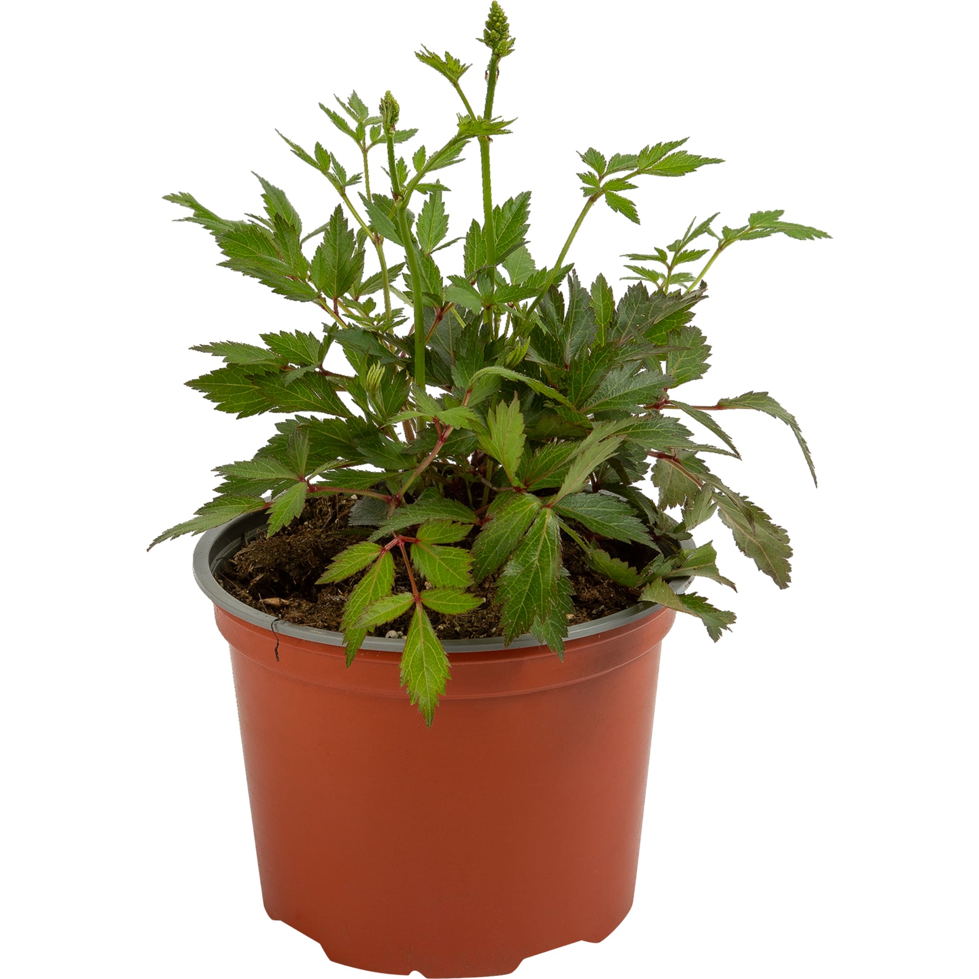 85324884 Астильба гибридная Юник Сэлмон ø11.5 h30 см Santreyd 