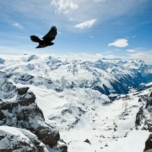 A1-048 Фотообои DIVINO Collection A 2.38х3 м