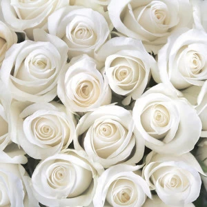 B2-091 Фотообои DIVINO Collection B 2.7х3 м