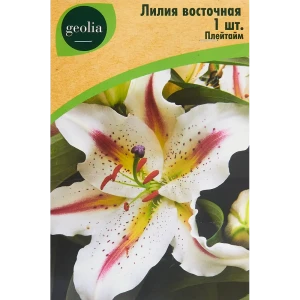 Лилия Geolia восточная Плейтайм