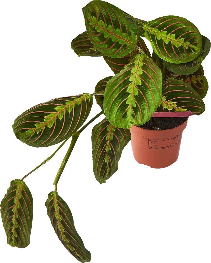 Santreyd Маранта Триколор — живой узор в вашем интерьере 85324957