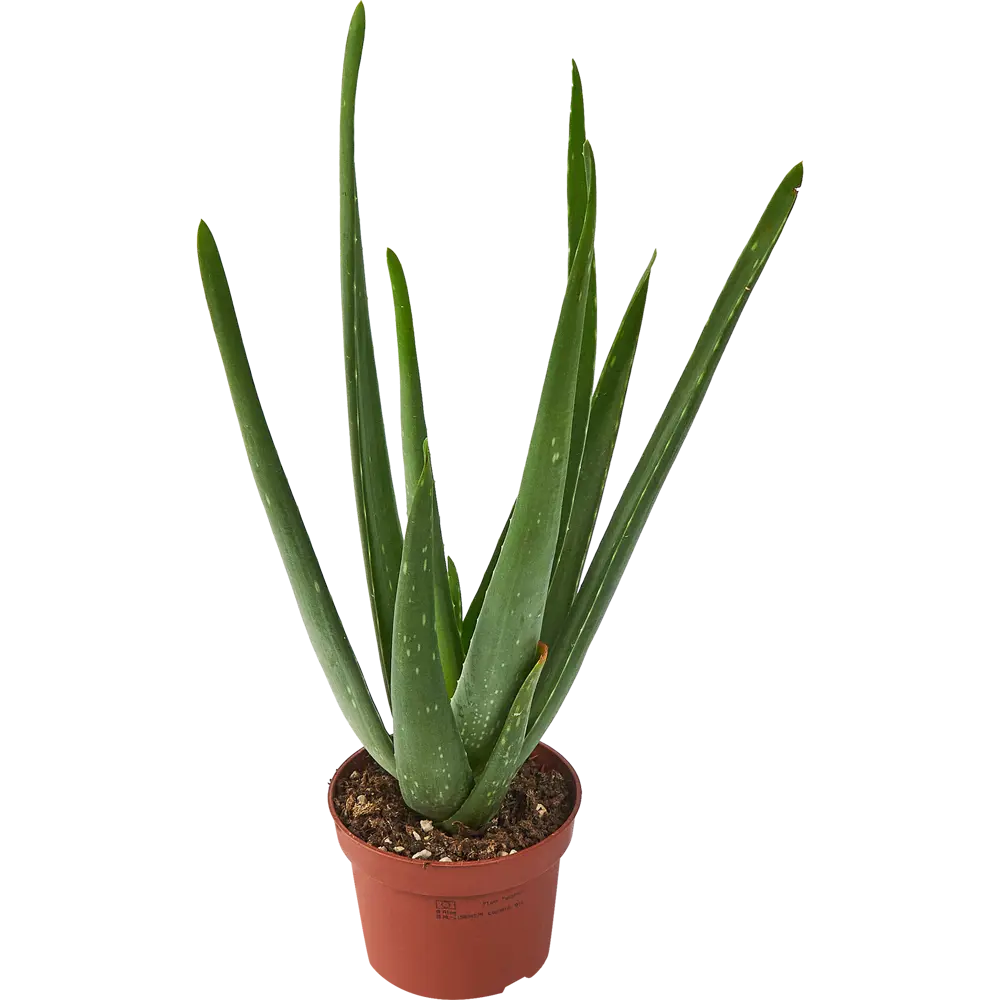Алоэ Вера Santreyd - целебный суккулент для дома ø9 h25-35 см 85324980 STLM-0061538 - Вид №1