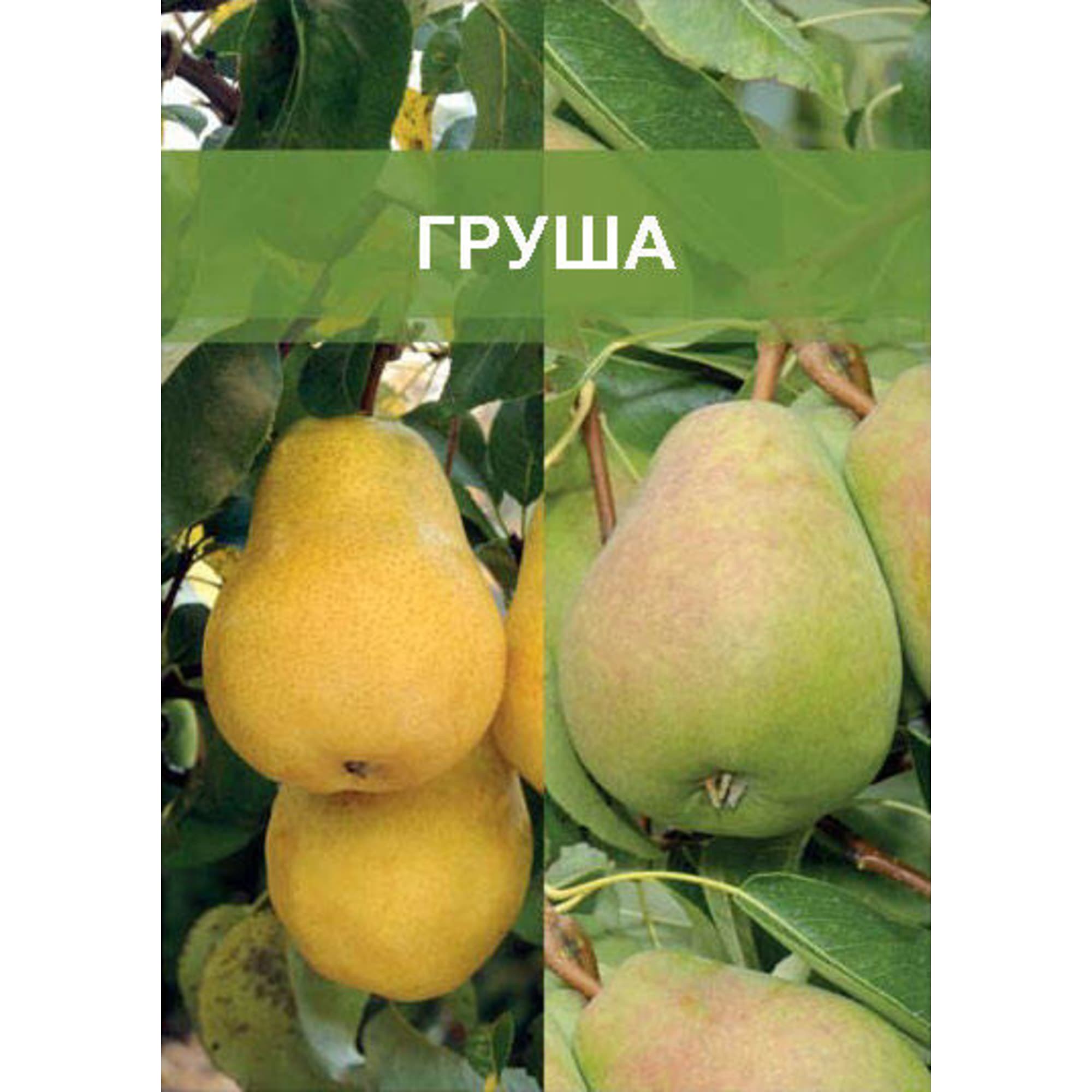 85670468 Груша двухъярусное дерево 2 прививки ø20 h180 см Santreyd 