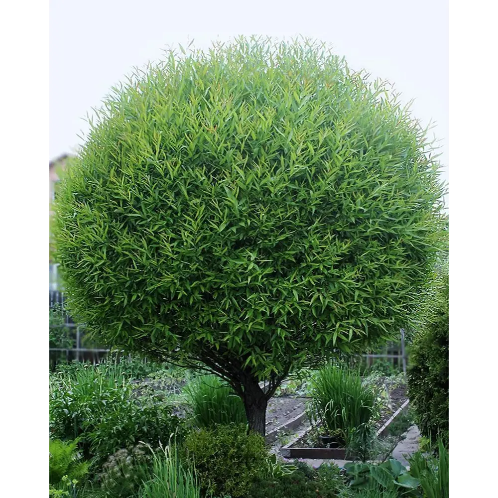 Ива ломкая шаровидная ø19 h40 см PLANTMARKET STLM-2004476