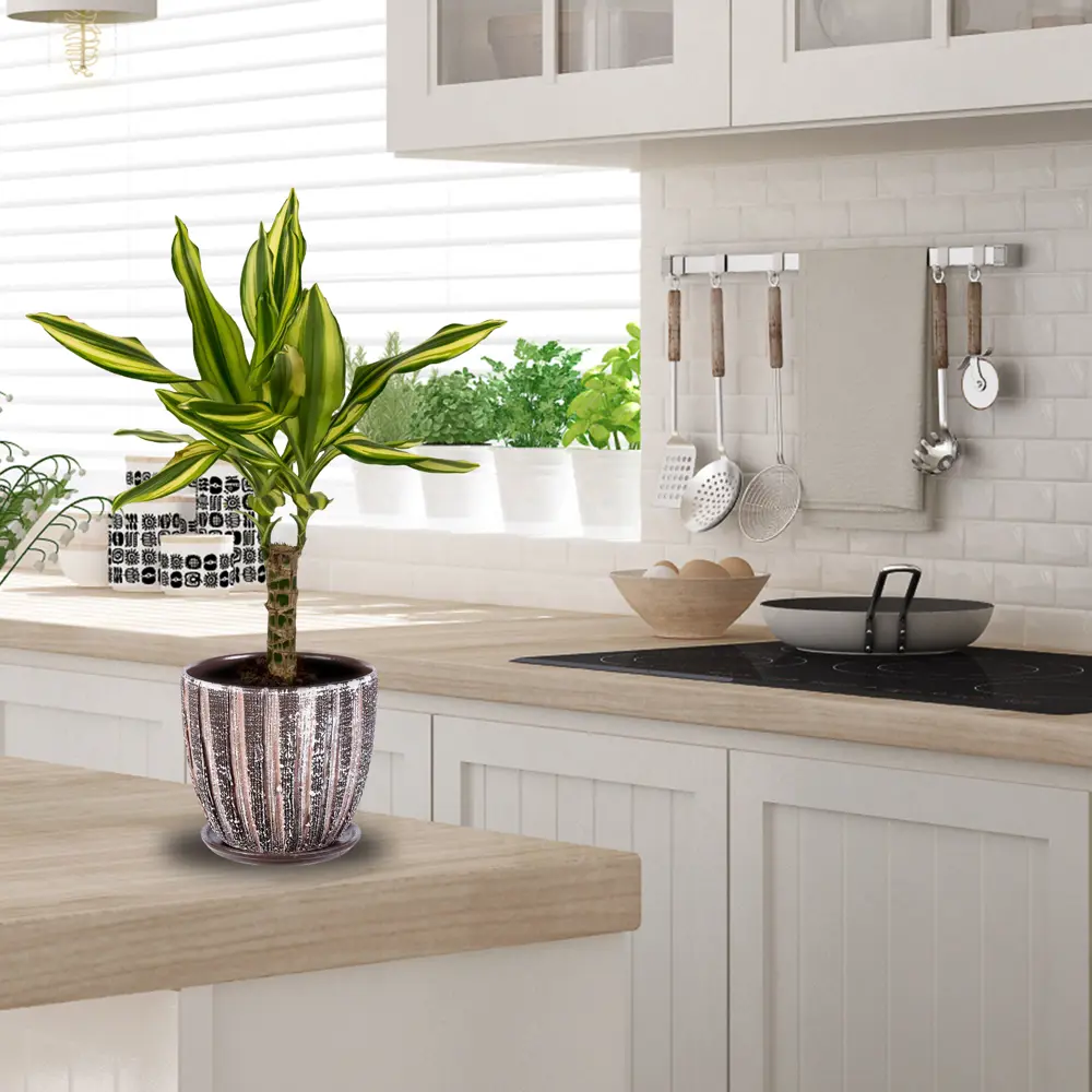 Santreyd Драцена Йелоу Кост - Живая пальма с золотистыми листьями 13533965 STLM-0003270 - Вид №2