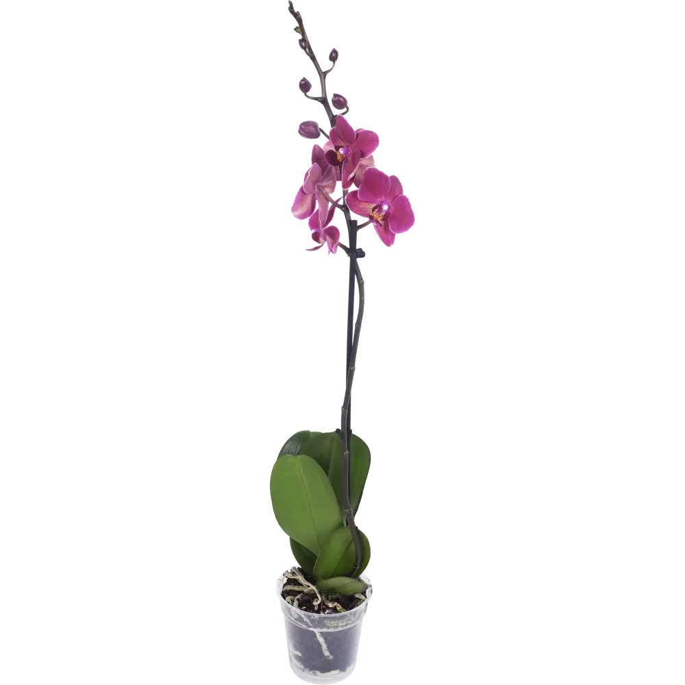 Santreyd Орхидея Фаленопсис Экстра - изысканное украшение интерьера 13974277 STLM-0004094 - Вид №2