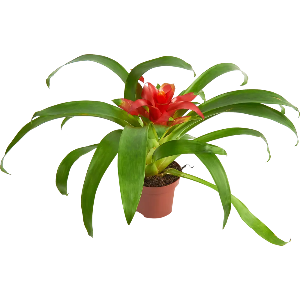 Santreyd Гузмания Минор Рондо — яркий акцент для интерьера 85324979 STLM-0966460