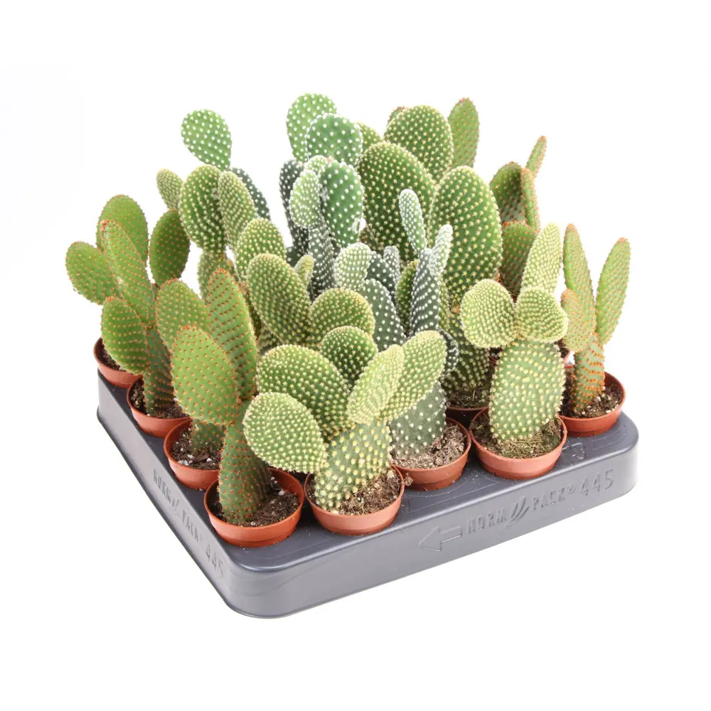 Опунция микс Santreyd в горшке ø5 h8 см - суккулент для интерьера 89400386 STLM-1466063