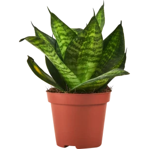 Сансевиерия Хахна Грин от Santreyd — изящный тещин язык для вашего интерьера 87959852