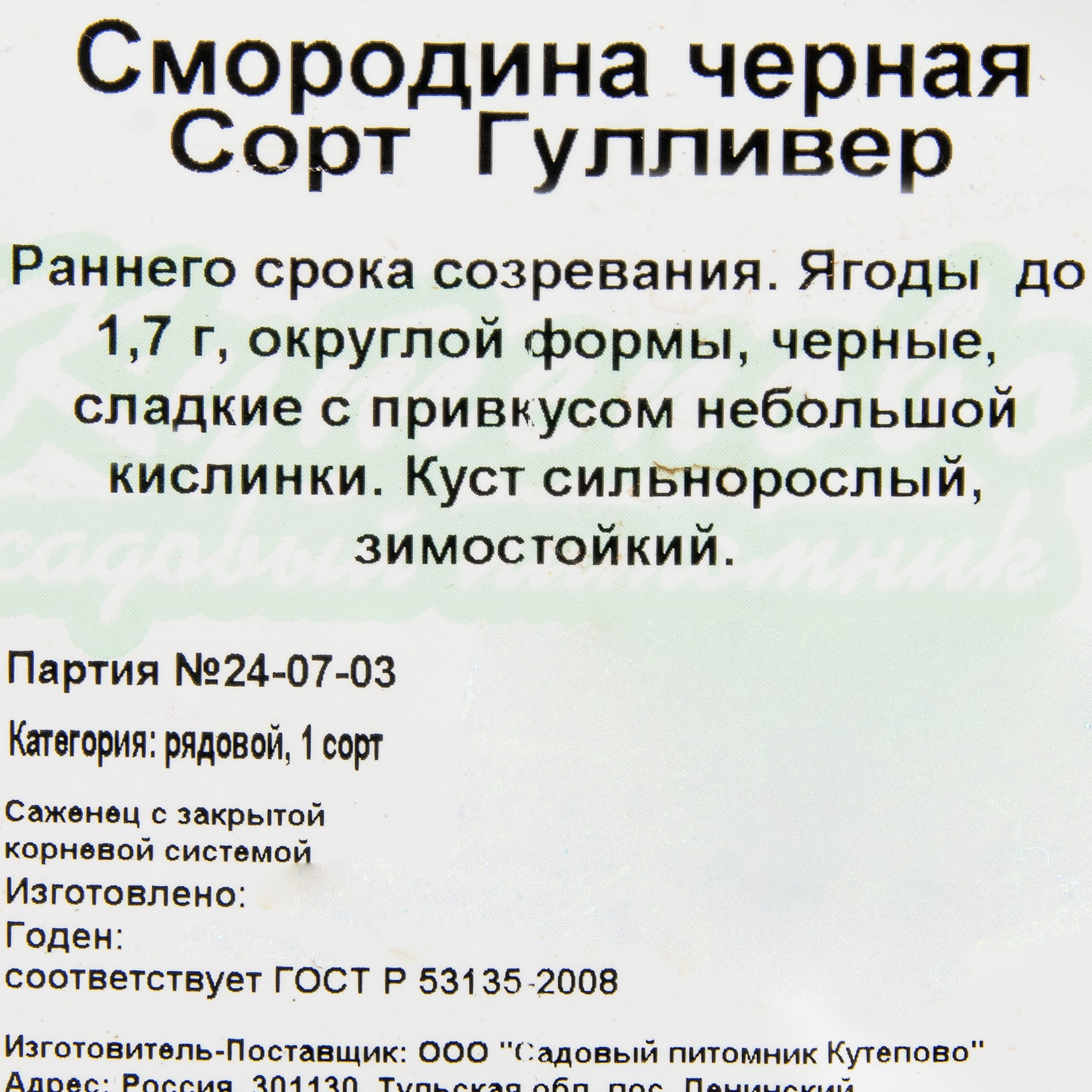 81954949 Смородина чёрная С2 «Гуливер» h40 Santreyd  - Вид №1