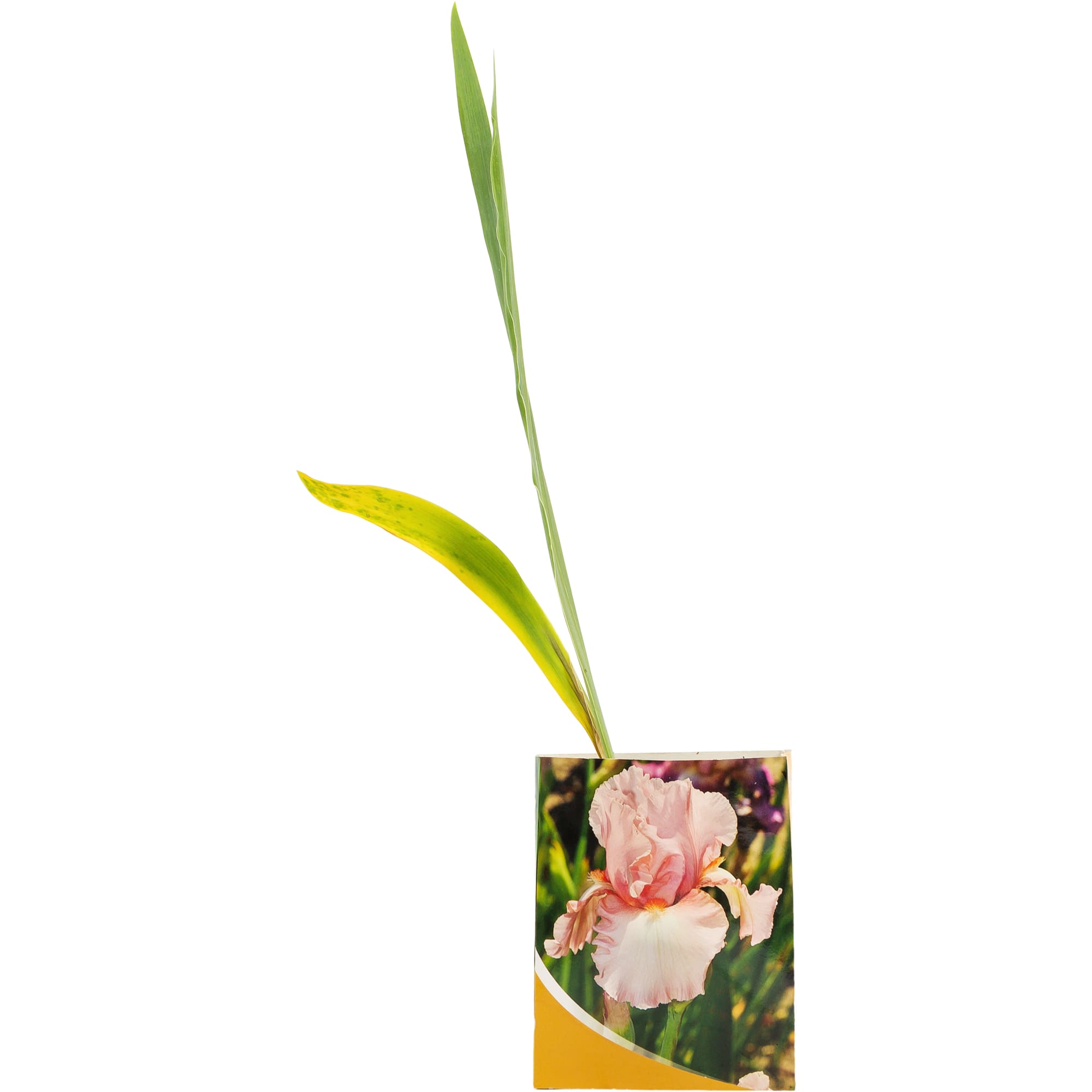 82153564 Ирис Блэк Найт Santreyd 