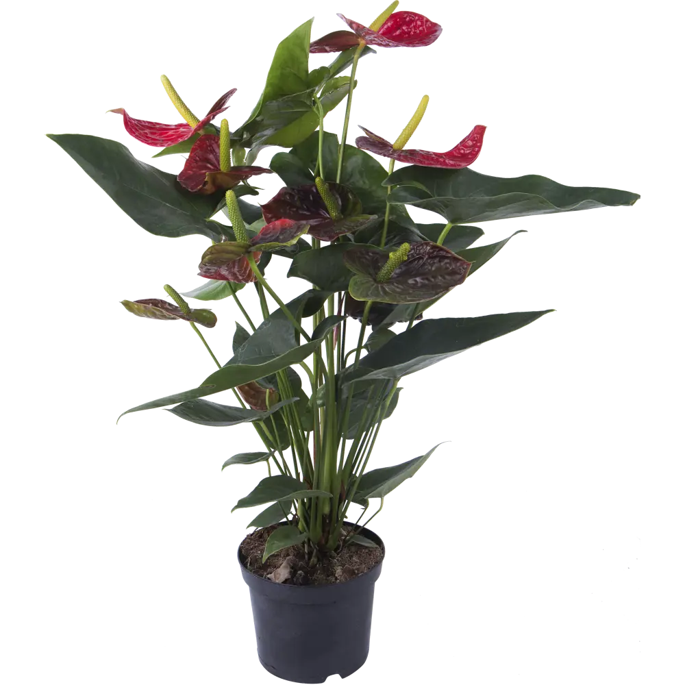 Santreyd Антуриум Дакота - Цветок фламинго с алыми соцветиями 14031393 STLM-0004204