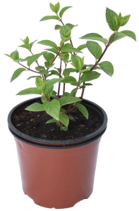 Саженец Гортензия Метельчатая Фрайз Мелба ø30 h150 см 84815647