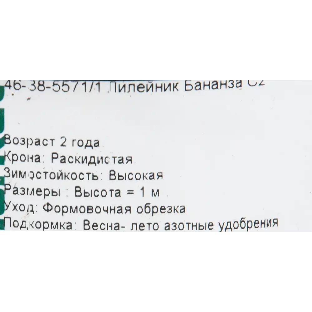 Лилейник «Бананза» 15x45 см 82625238 STLM-2200211 PLANTMARKET  - Вид №1