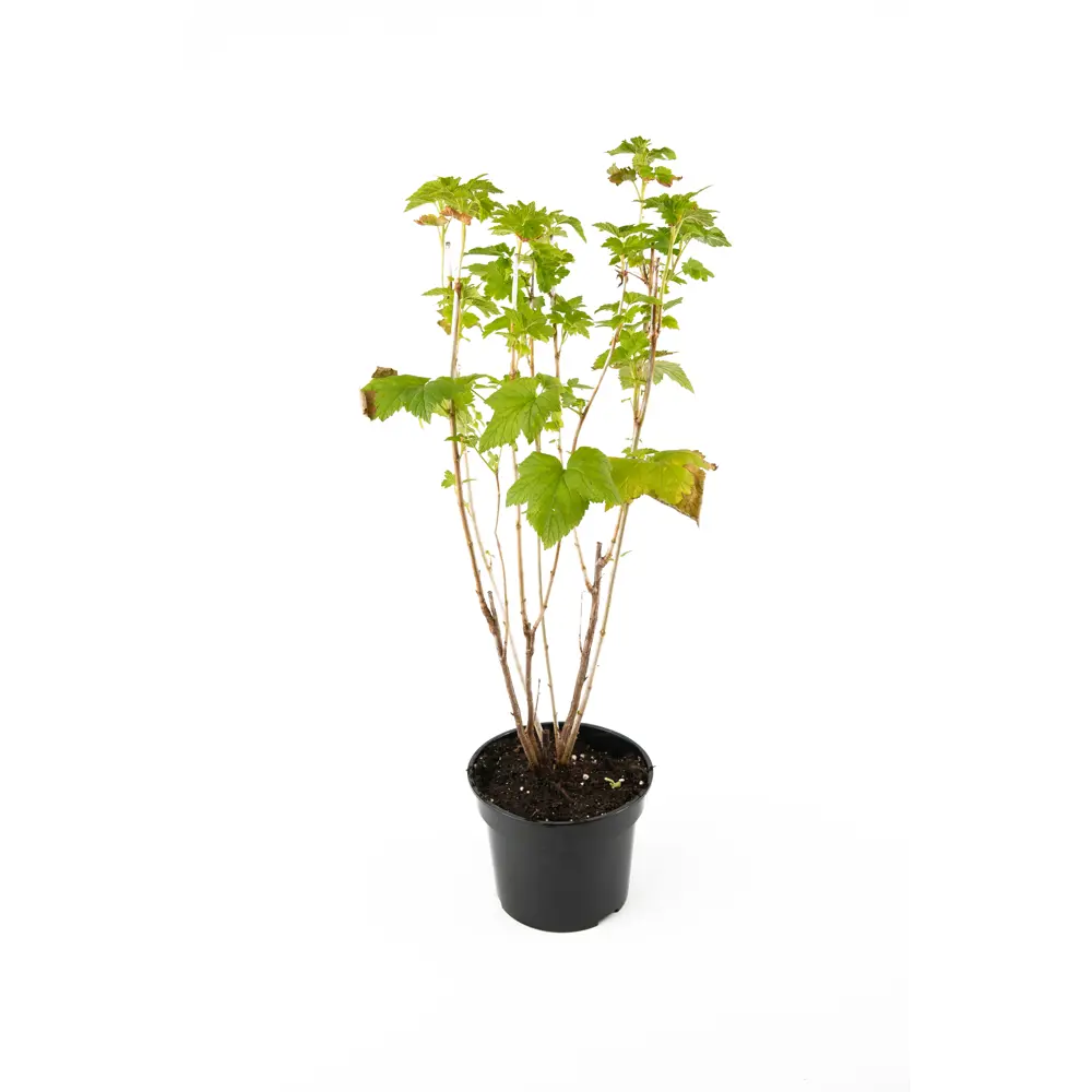 Саженец черной смородины Нара от Santreyd — обильный урожай ароматных ягод 89342151 STLM-0959558