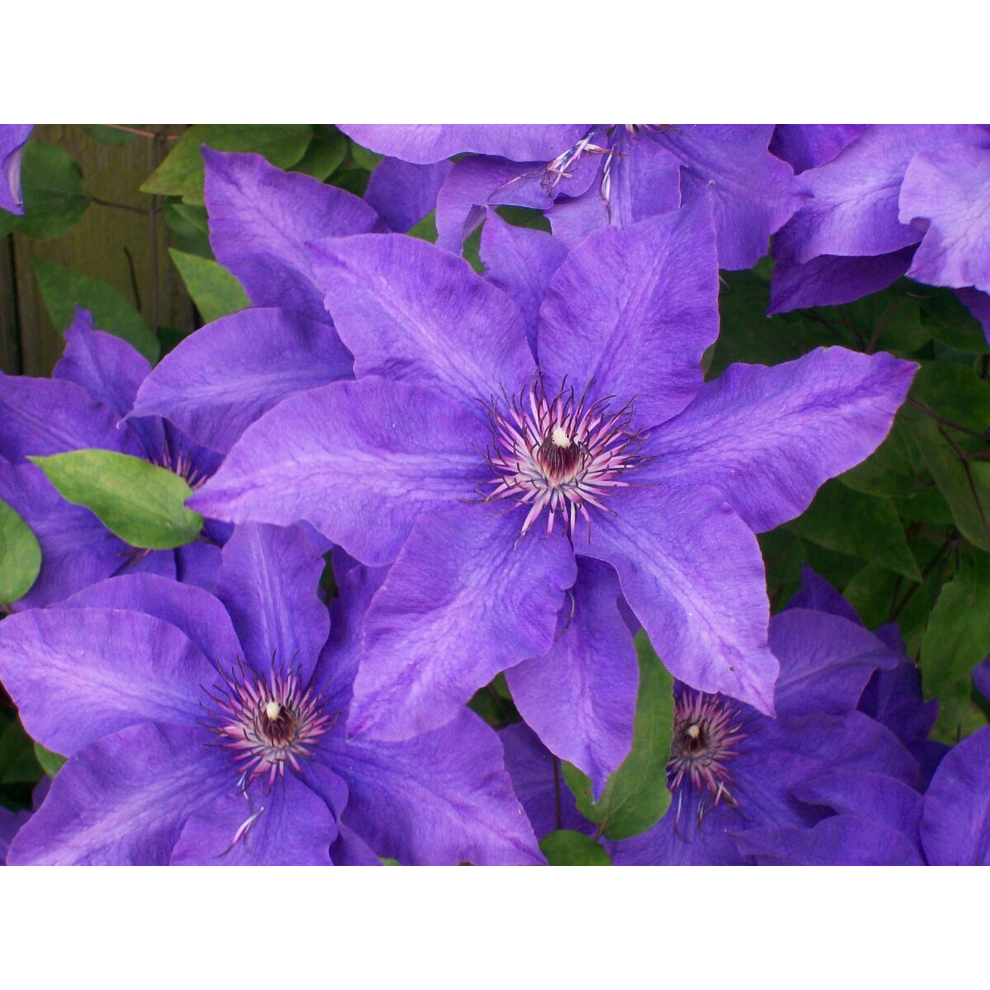 85324327 Клематис крупноцветковый Стефан Франчак ø17 h50 см Santreyd  - Вид №1