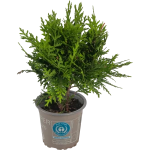 Туя западная Даника ø9 h15 см