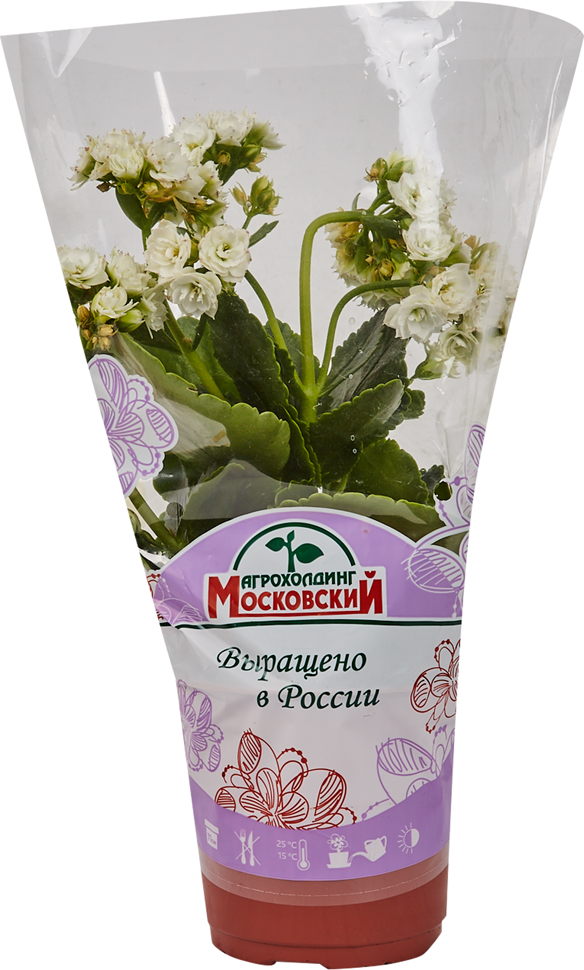 Каланхоэ Santreyd - цветущий суккулент с пышными соцветиями 82390082 STLM-0026222 - Вид №3