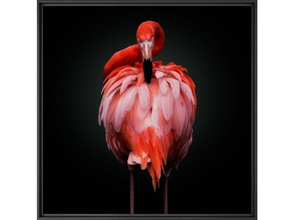 Печать фотографий на бумаге YellowKorner животное ARCH-00130276 - Вид №1