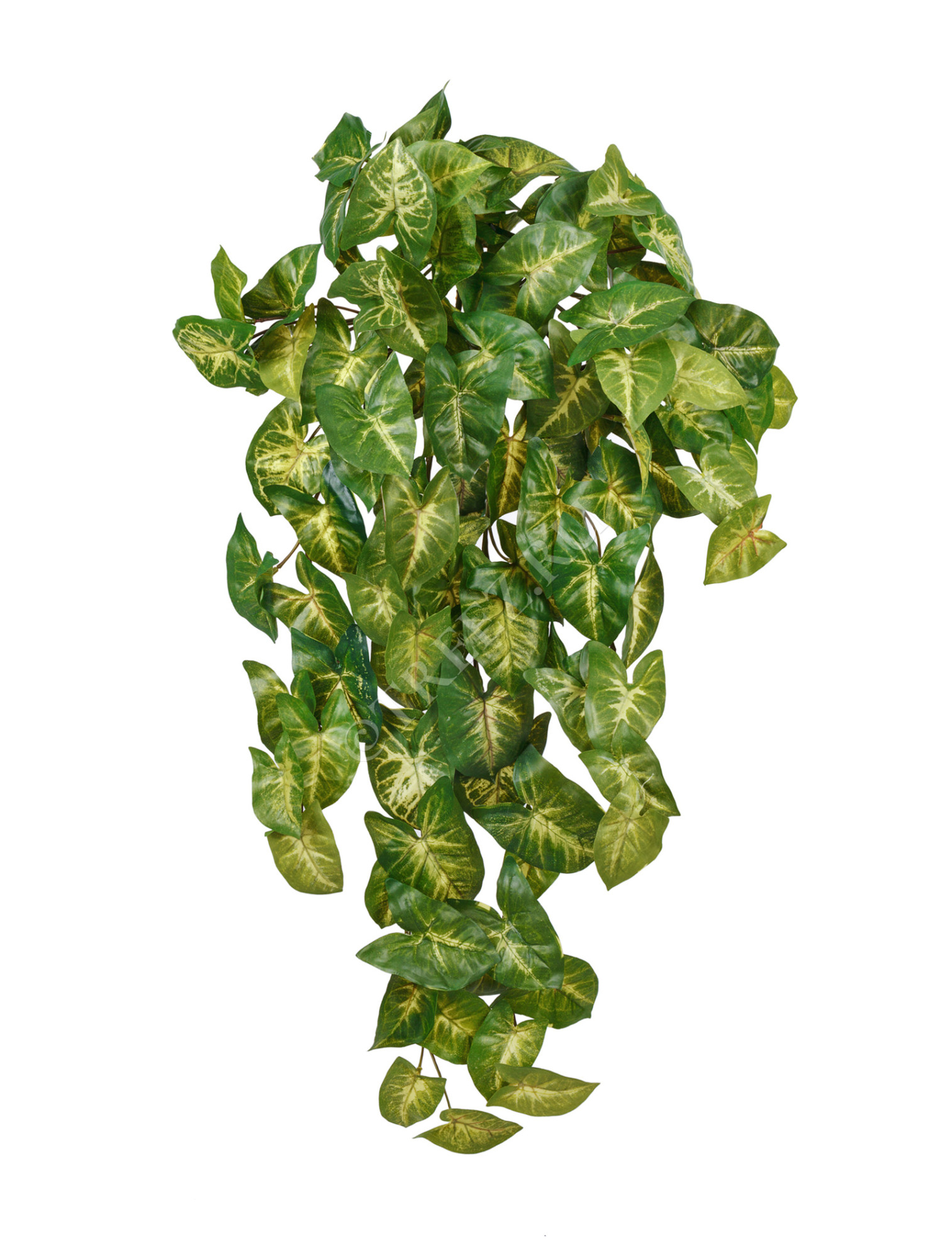 20.1379M Сингониум ампельный куст Цветочная коллекция 