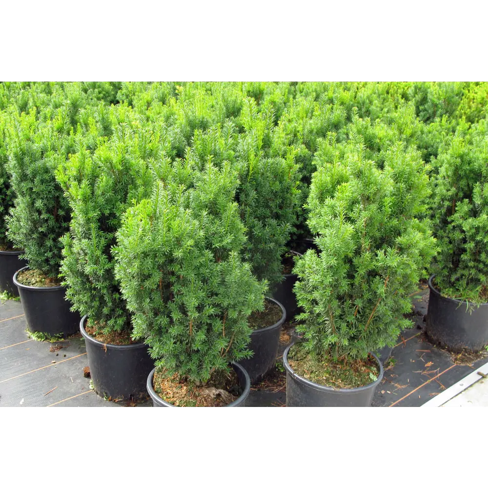 Тис средний микс Santreyd - вечнозеленый кустарник для живой изгороди 84173602 STLM-0949882