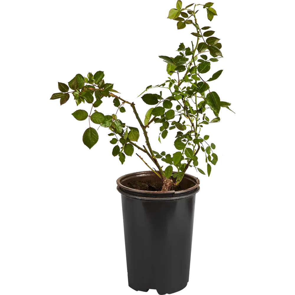 Роза плетистая Байкал ø19 h55 см PLANTMARKET STLM-2117246 - Вид №1