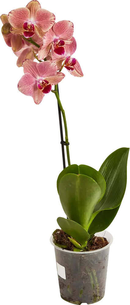 Santreyd Фаленопсис — изящная орхидея-бабочка для вашего интерьера 86749967