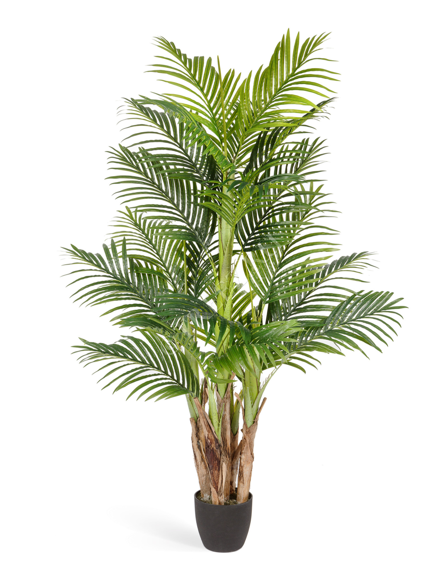 10.071407 Пальма Арека Бетель 5 стволов Цветочная коллекция 