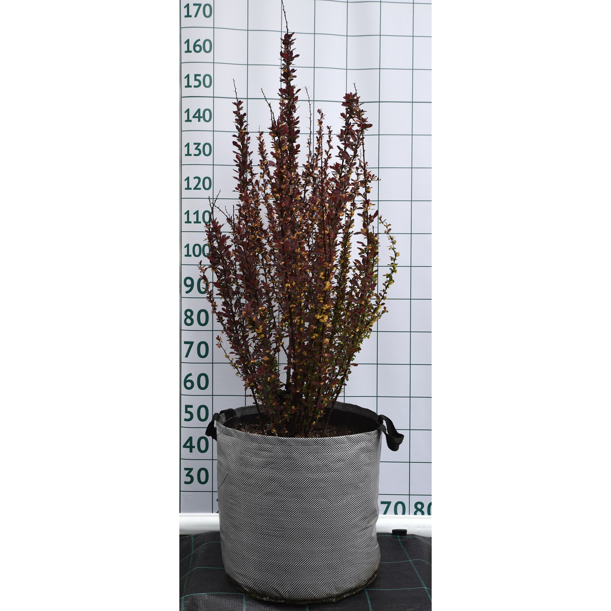 82676737 Барбарис Тунберга «Ред Рокет» 40x100-120 см Santreyd 