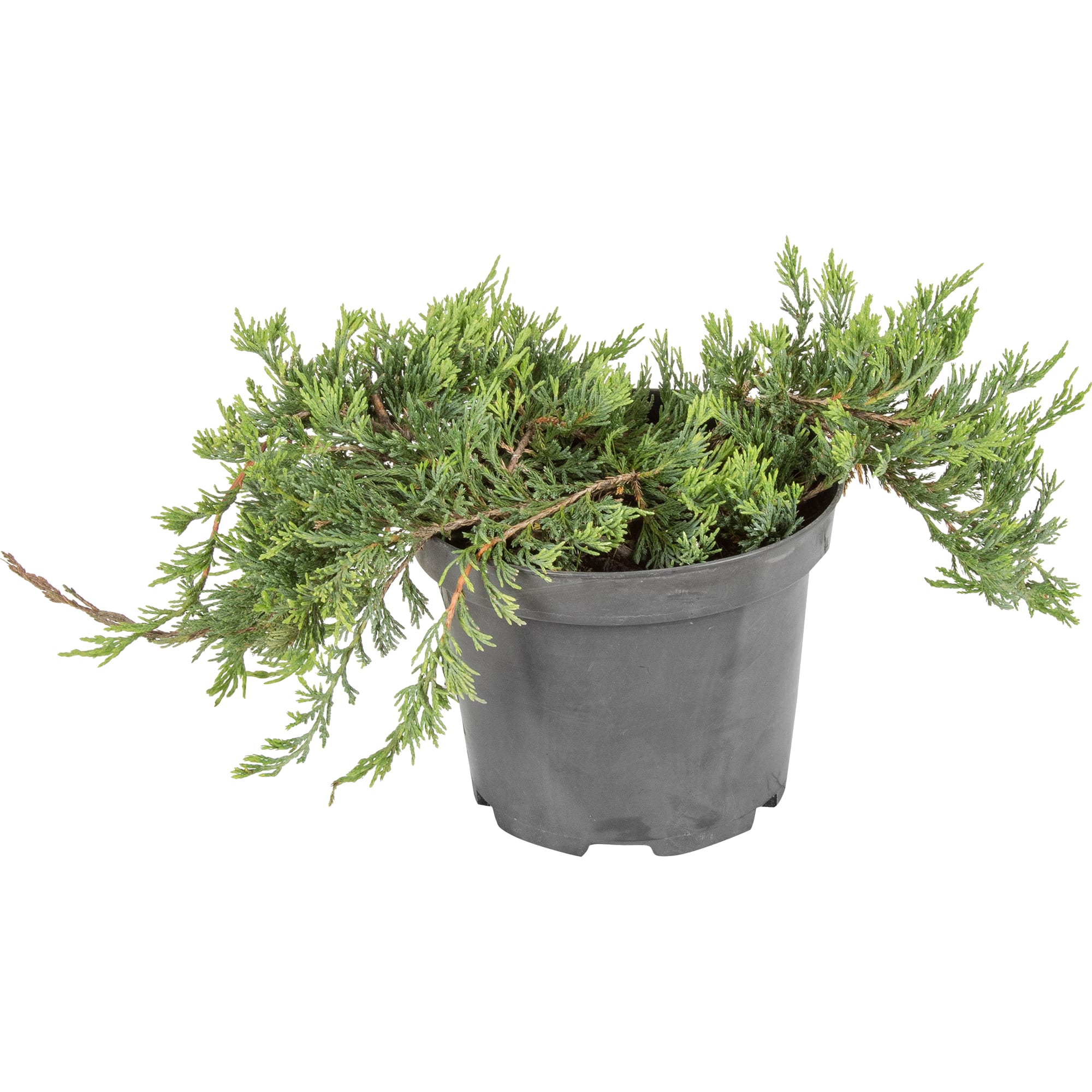 82176358 Можжевельник горизонтальный «Вилтони» 2-3 л 20-40 см Santreyd 