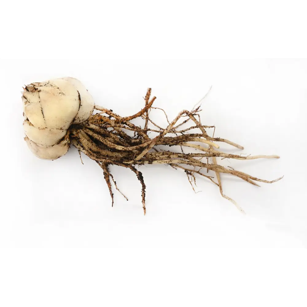 Лилия Geolia ла-гибрид Брайт Даймонд STLM-2204959 - Вид №2