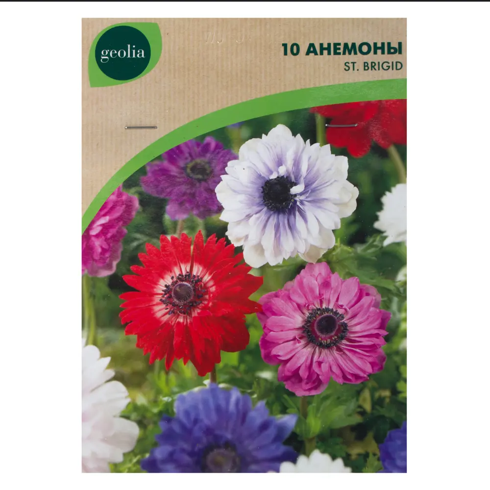 Анемона Geolia «St Brigid», 5х6 см STLM-2094856