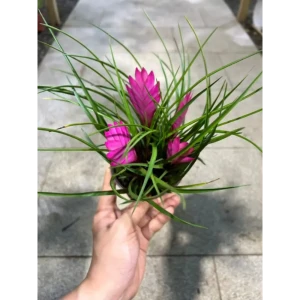 Тилландсия 3 цветка микс ø10 h20 см