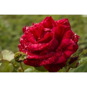 Роза чайно-гибридная «Ред Интуишин» красная 19x55 см 82625081