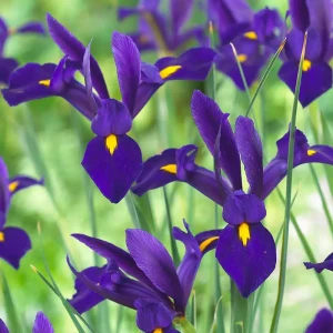 Ирис Geolia «Blue Pearl»