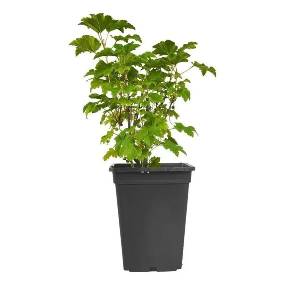 Смородина черная Гулливер 89465366 STLM-2197069 PLANTMARKET  - Вид №1
