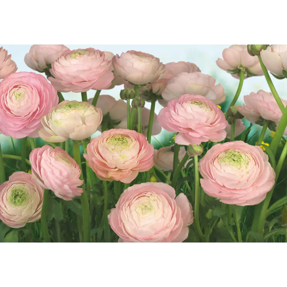 Фотообои бумажные, 368x254 см, KOMAR Розы Gentle Rosé STLM-2102711